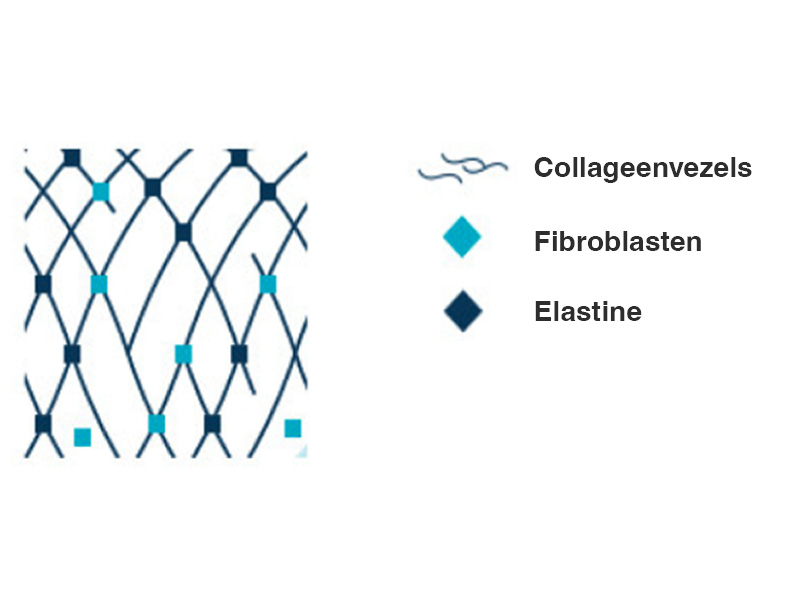 Een diagram met collageenvezels, fibroblasten en elastine.
