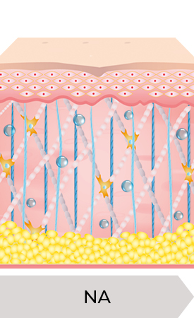 Een diagram van de huid na de Ultherapy PRIME®-behandeling, met nieuwe collageen- en elastinevezels.