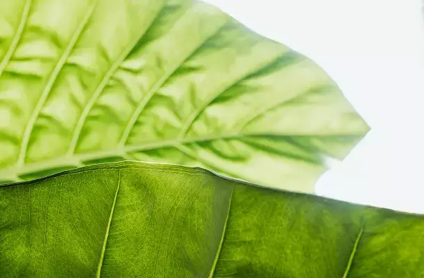Groene bladeren.