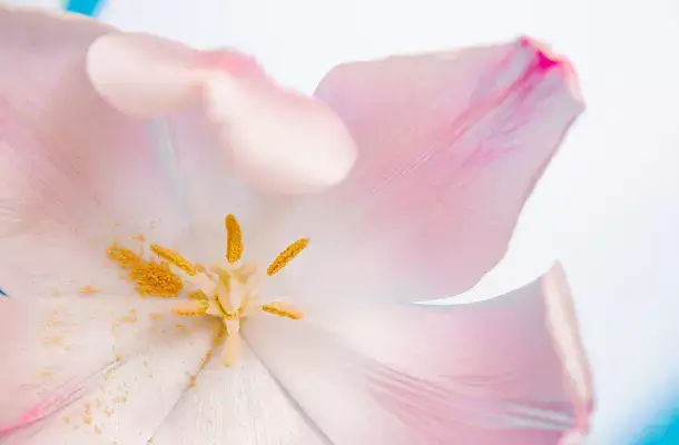 Een delicate bloem.